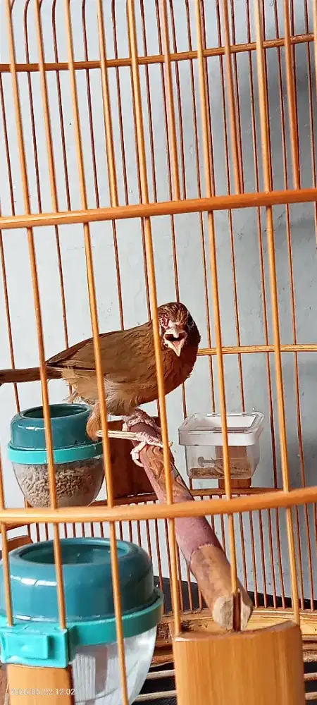 Wambi minus gak ada kuku 2, jantan dipancing resfon