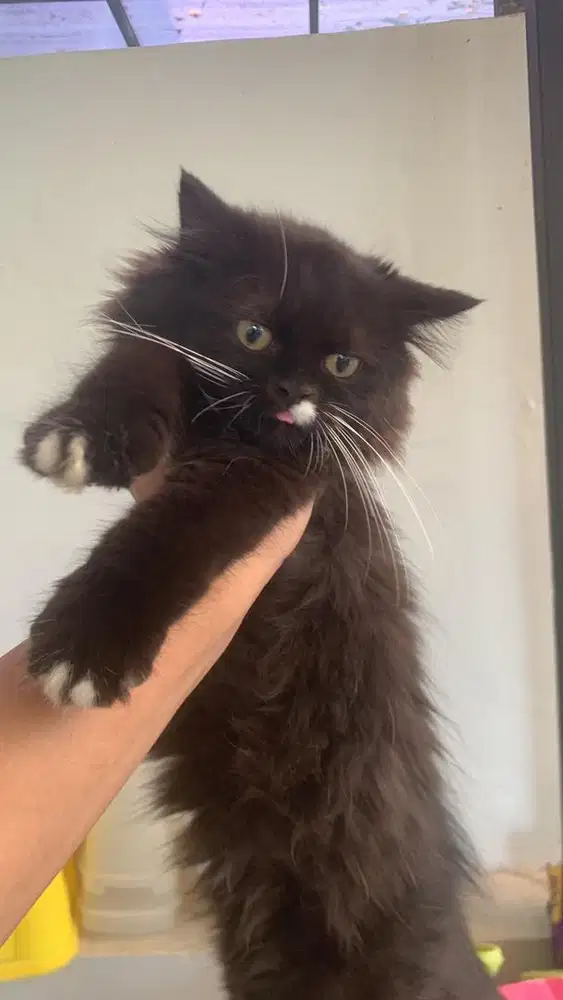 Siap Adopsi Anakan kucing Peaknose Long Hair dan Persia Medium