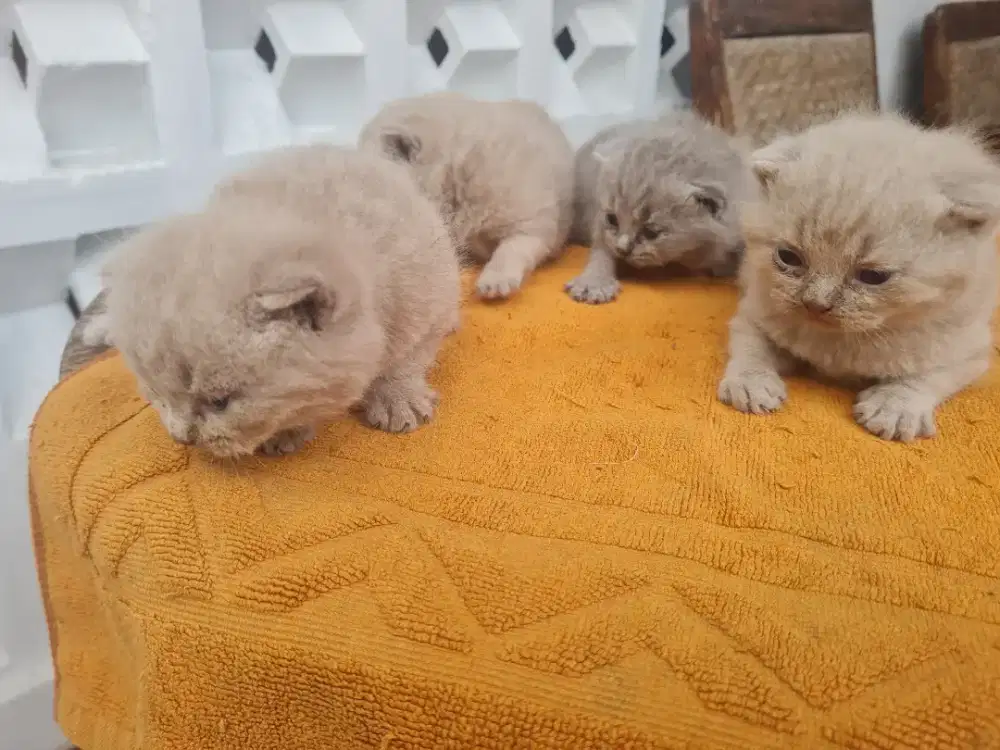 British Shorthair Super