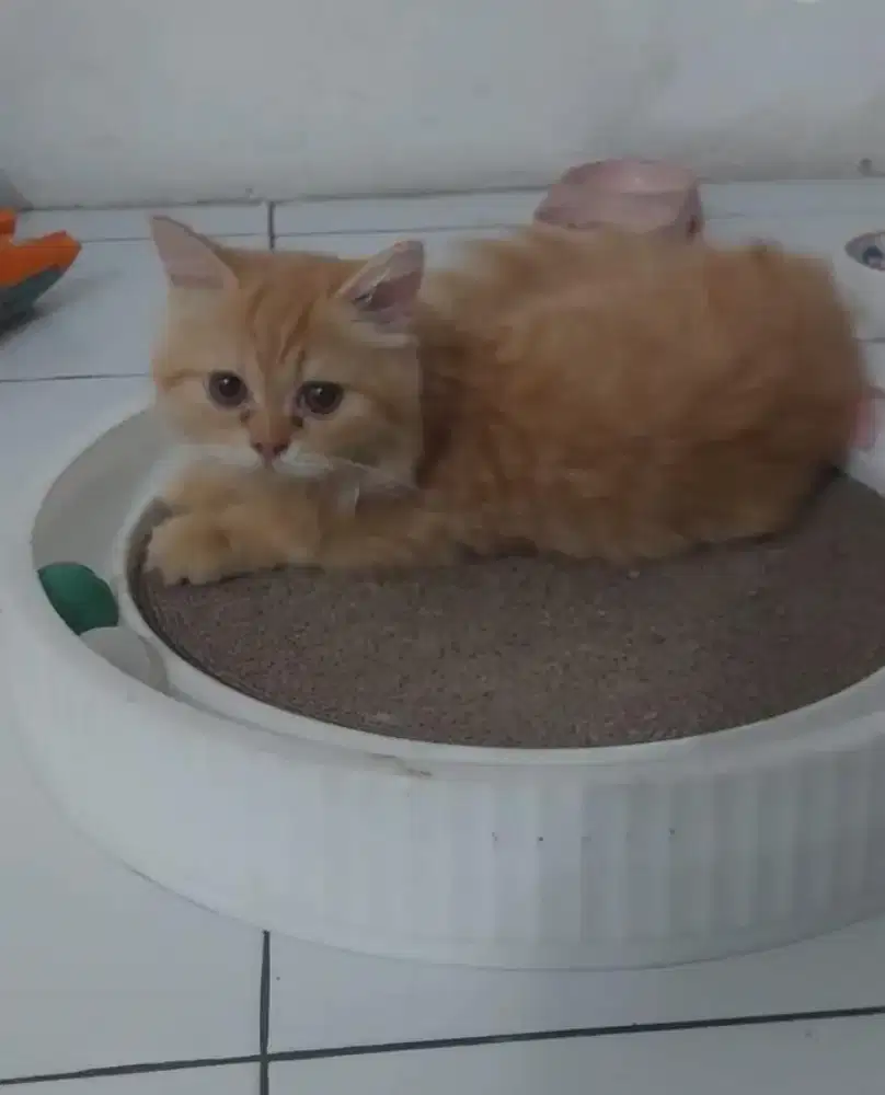 Persia Flatnose betina 3,5bln
