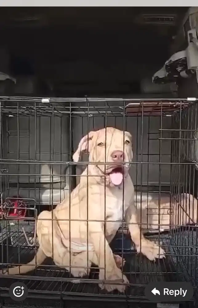 anakan pitbul dijual