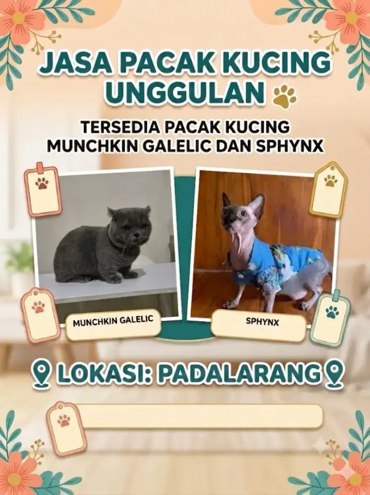 JasPak Munchkin & Sphnyx