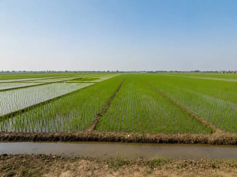 Lahan Sawah Pemalang Cocok Untuk Perumahan, Lebar Bagus