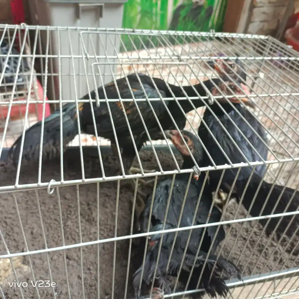 Ayam bangkok birma telor biru