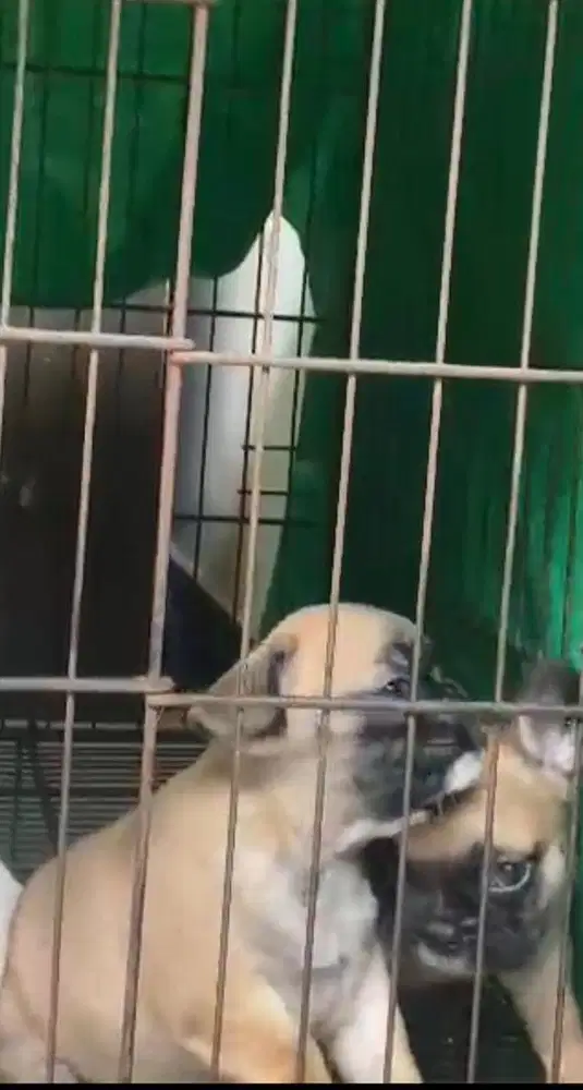 Anjing frebch bulldog