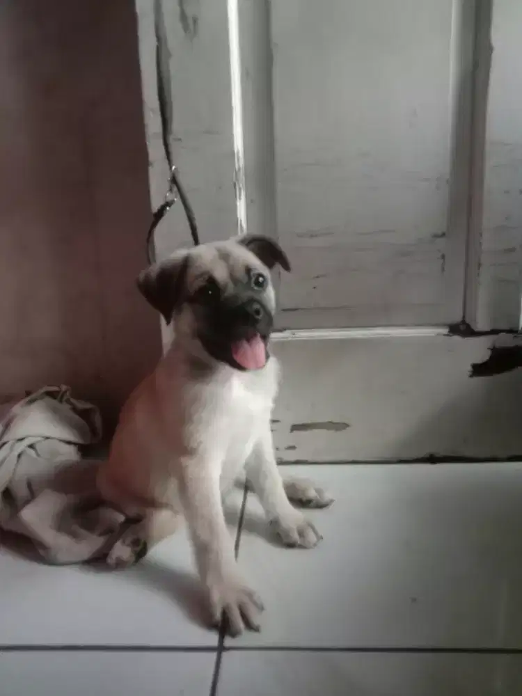 pug jantan pure