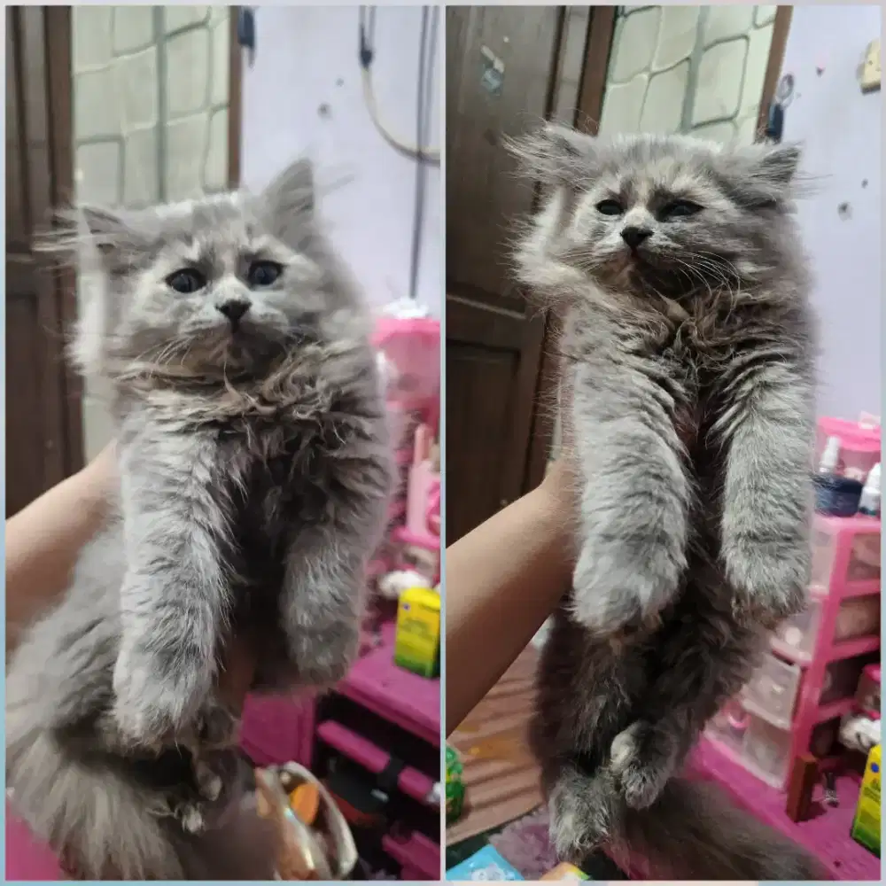 Kitten Persia 2.5bulan