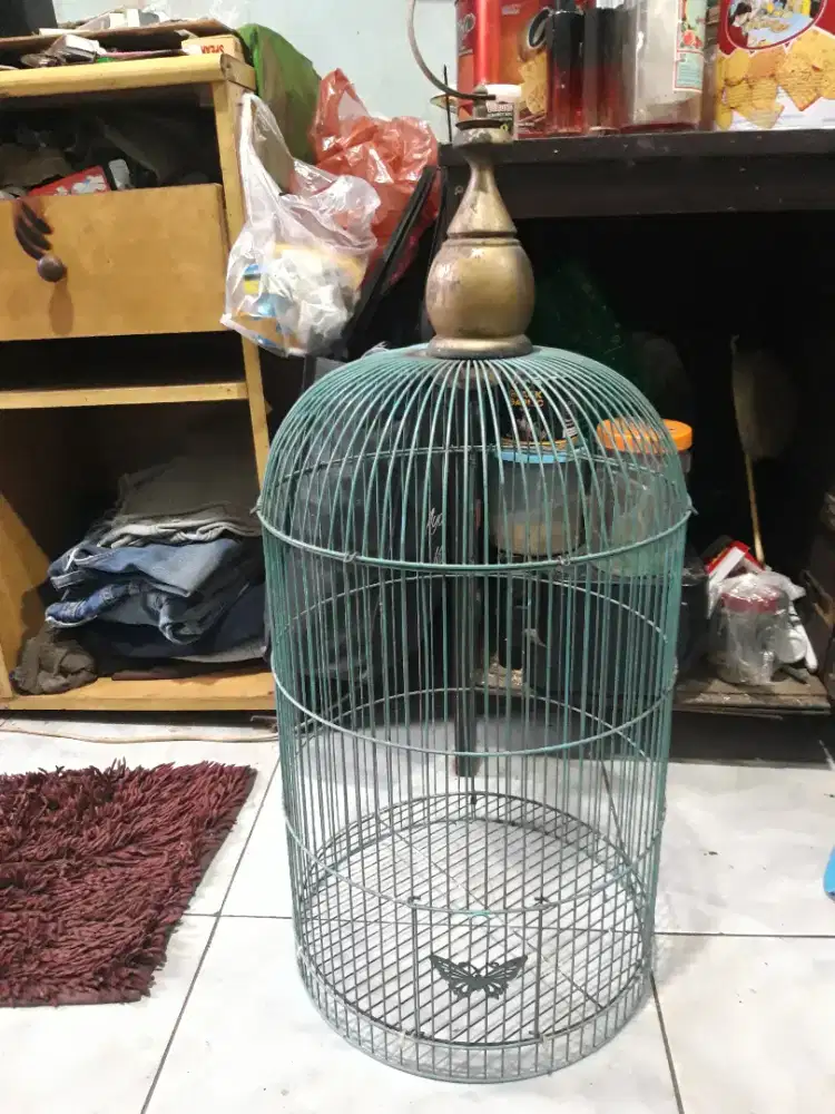 Kandang kapsul Butterfly di BSD