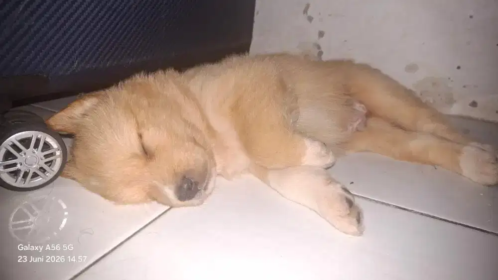 Ras Mix Golden Retriver