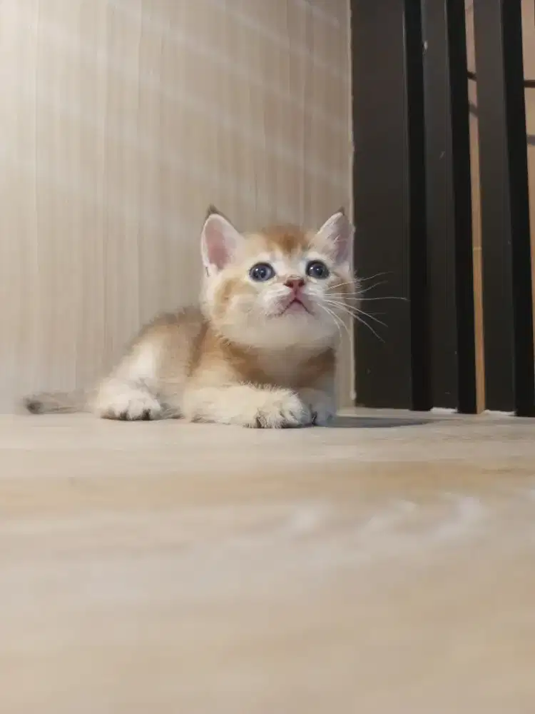 Golden Jantan nonped