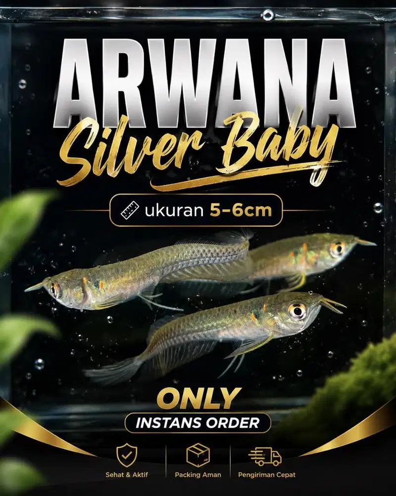 Hiasan Aquarium Arwana silver brazil