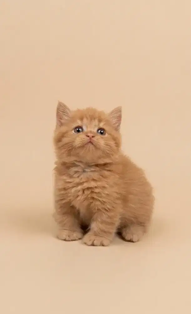Munchkin BSH Red Female