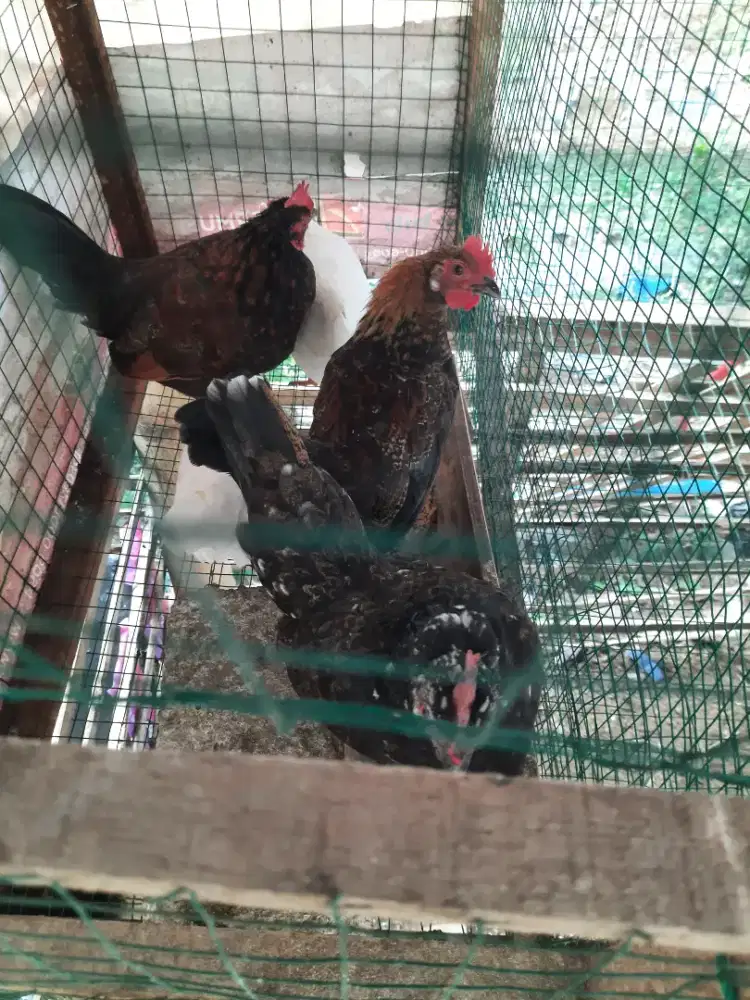 AYAM KATE SEBAGIAN ADA CAMPURAN