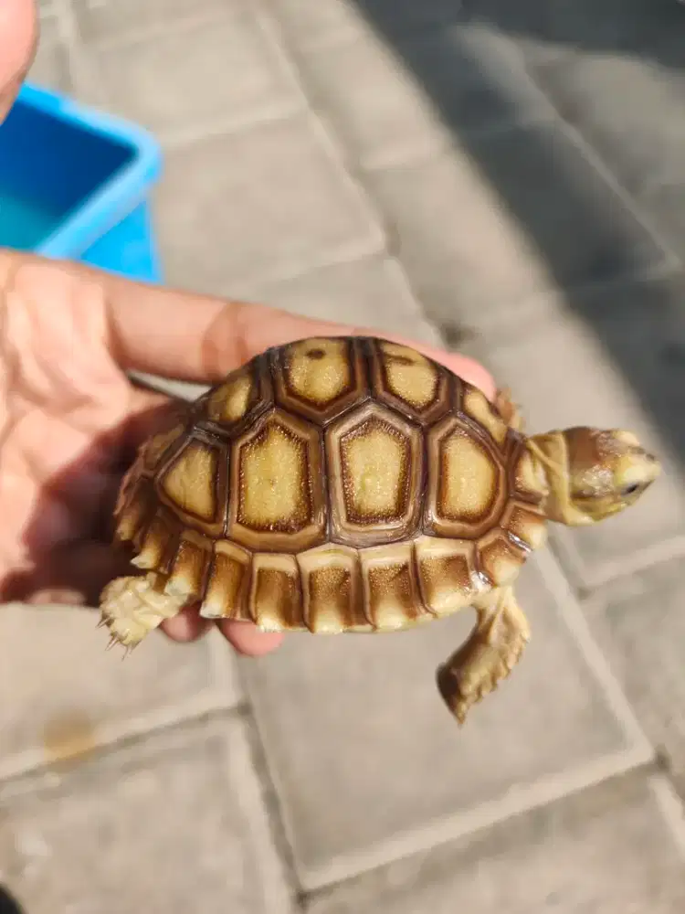 sulcata 6cm minus - makan rakus, kuku lengkap, sehat