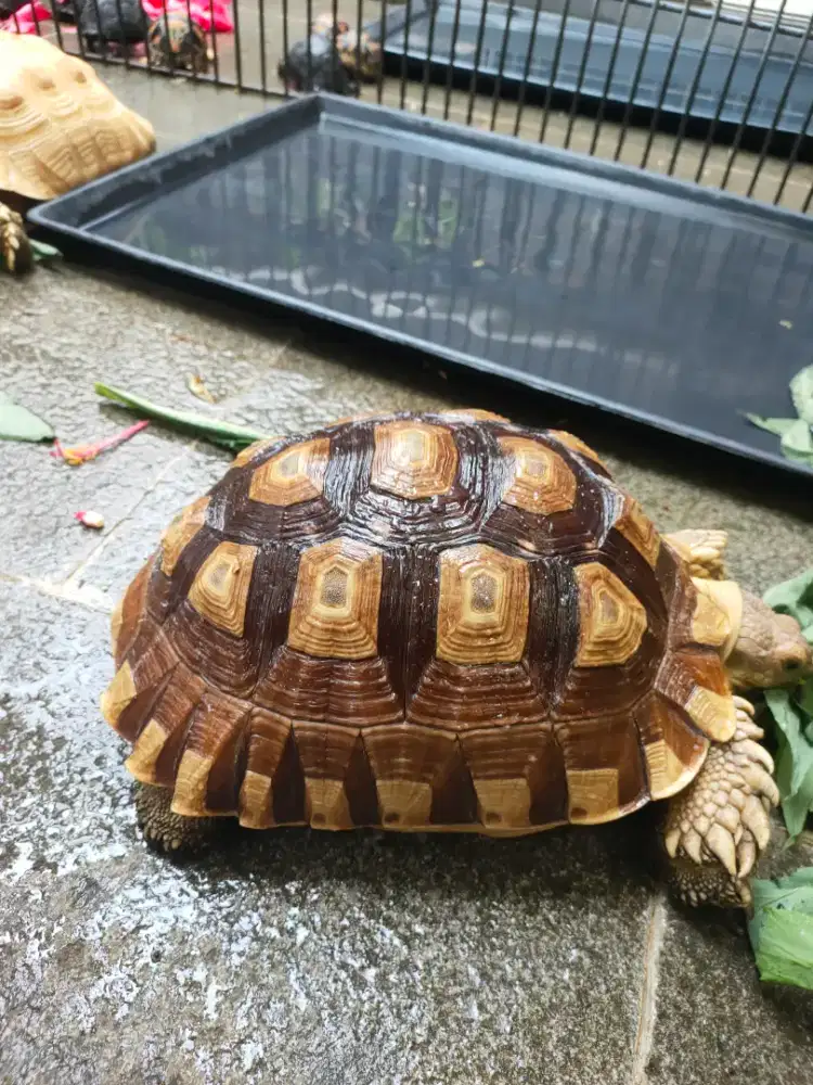sulcata 27cm bukan pardalis, sehat walafiat