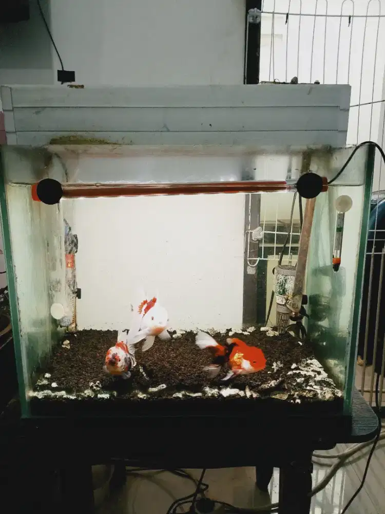 Aquarium Full set beserta ikannya. Akuarium