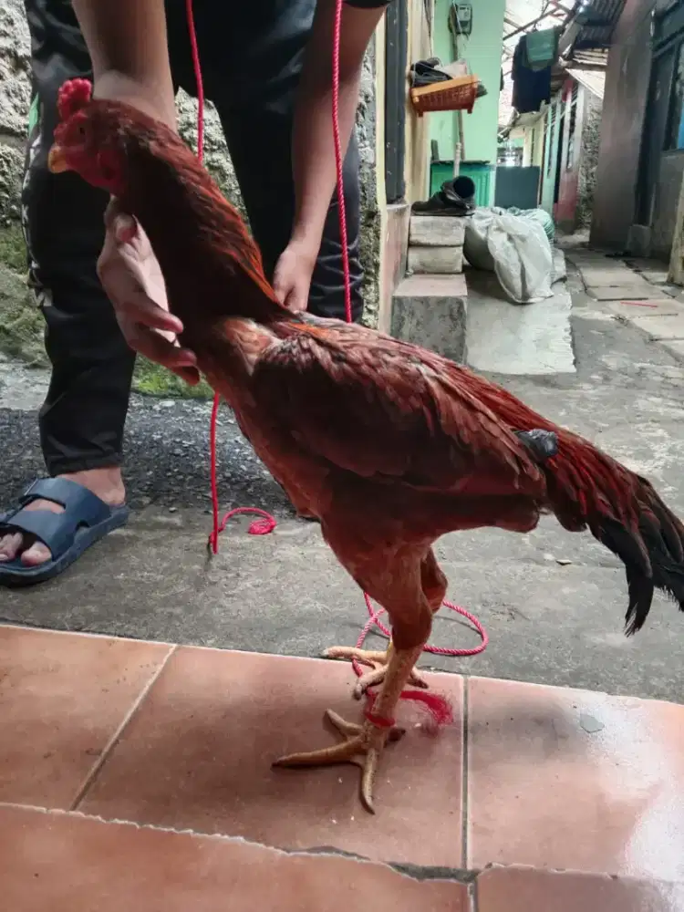 Ayam bangkok bulbi