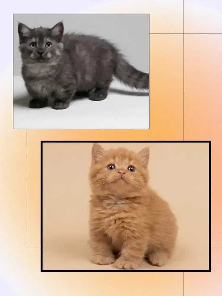Sepasang Munchkin British Shorthair