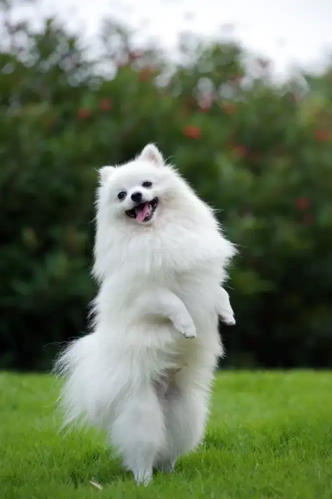Anjing Jantan Pomeranian