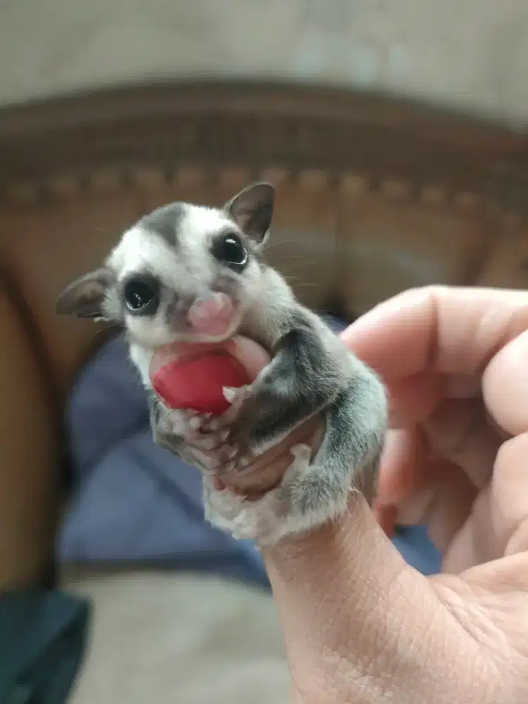 Sugar glider joey