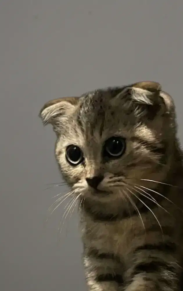 Scottish Fold Mujaer Betina