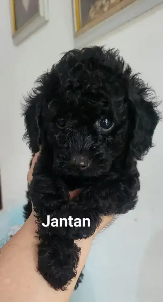 Black poedel jaminan pure