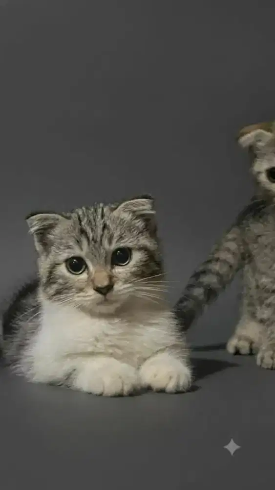Scottish Fold Bico Mujaer Jantan