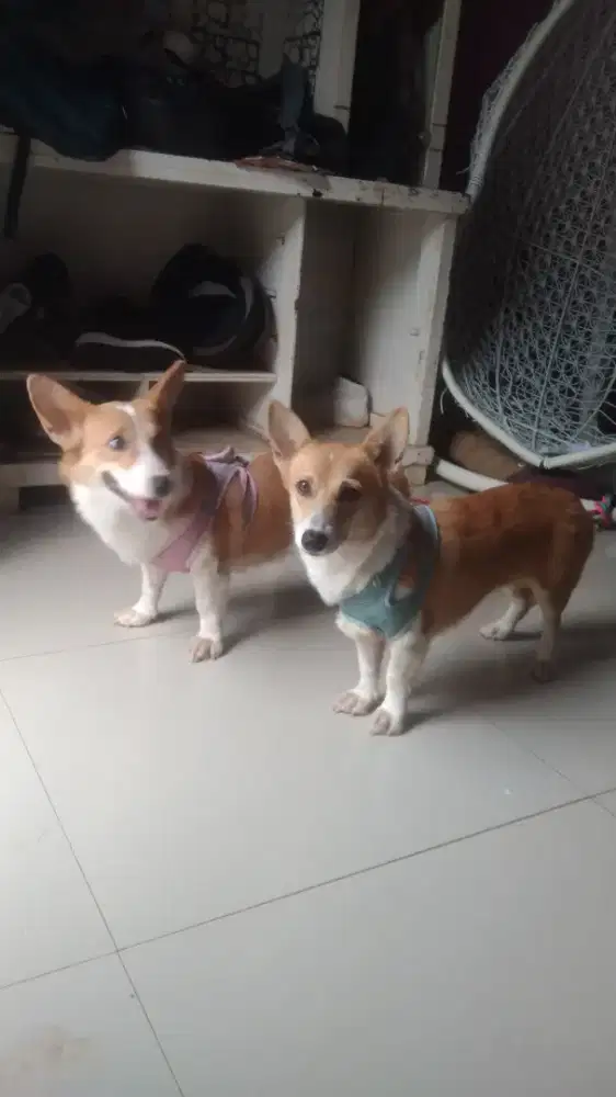 wels corgi betina