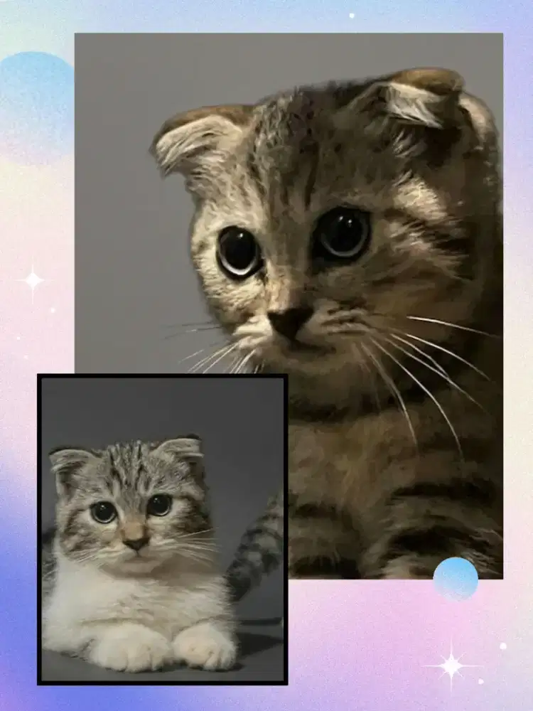 Sepasang Scottish Fold