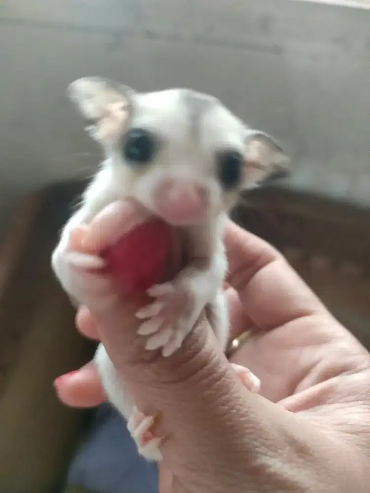 Sugar Glider joey