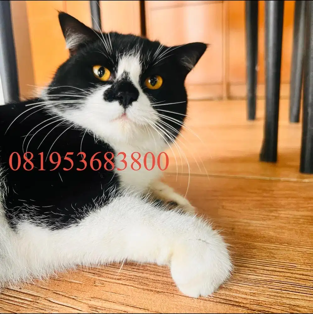 Bsh british shorthair bico white black tuxedo male jantan hitam putih