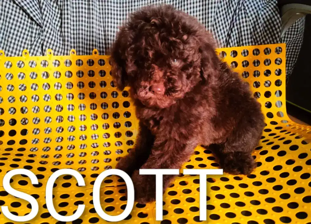 Poodle  choco HARGA CORET.