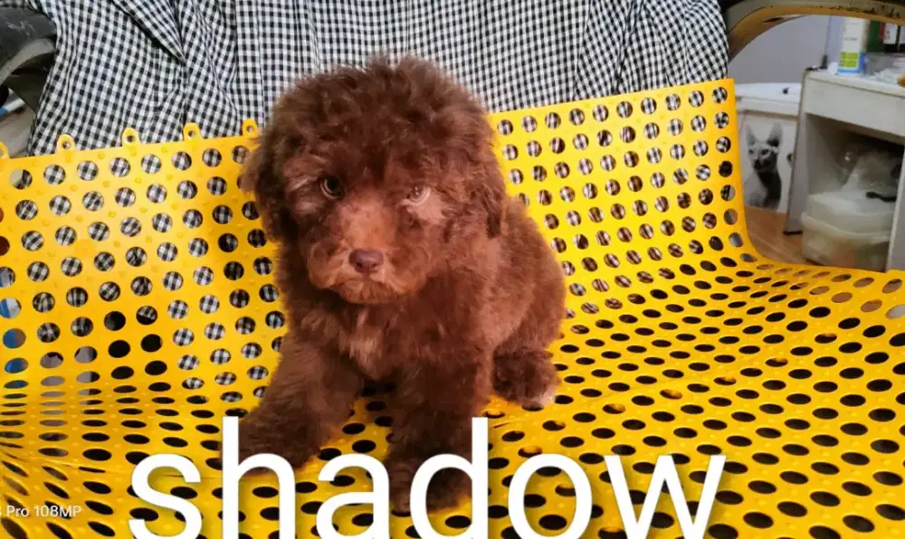 Poodle  choco HARGA CORET.