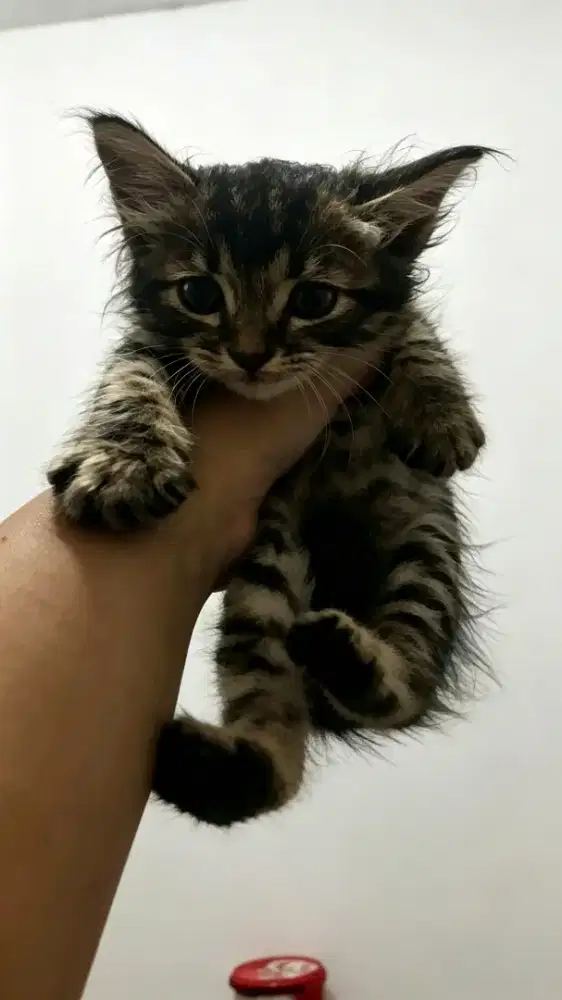 Kucing persia medium