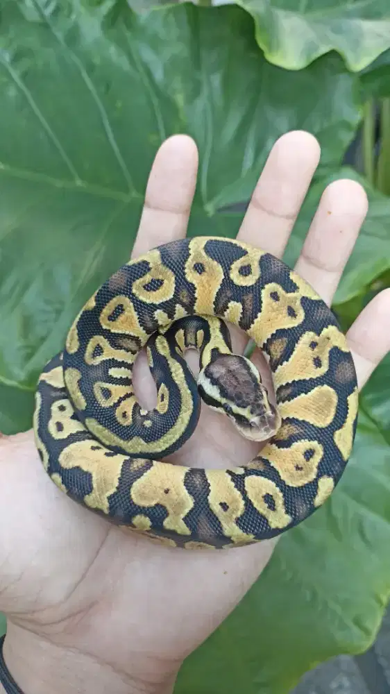 BP Pastel Fire Male