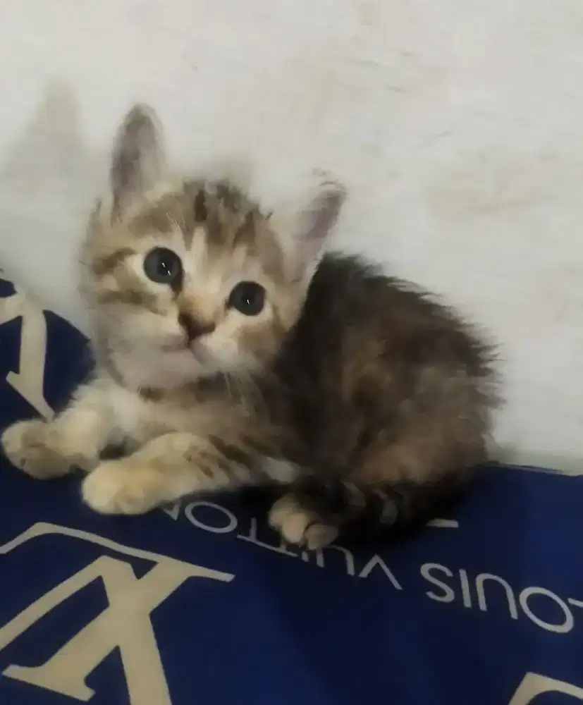 kitten betina ,