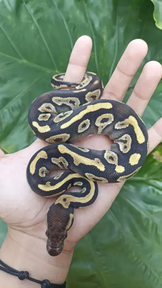 BP Warna Kontras Bagus