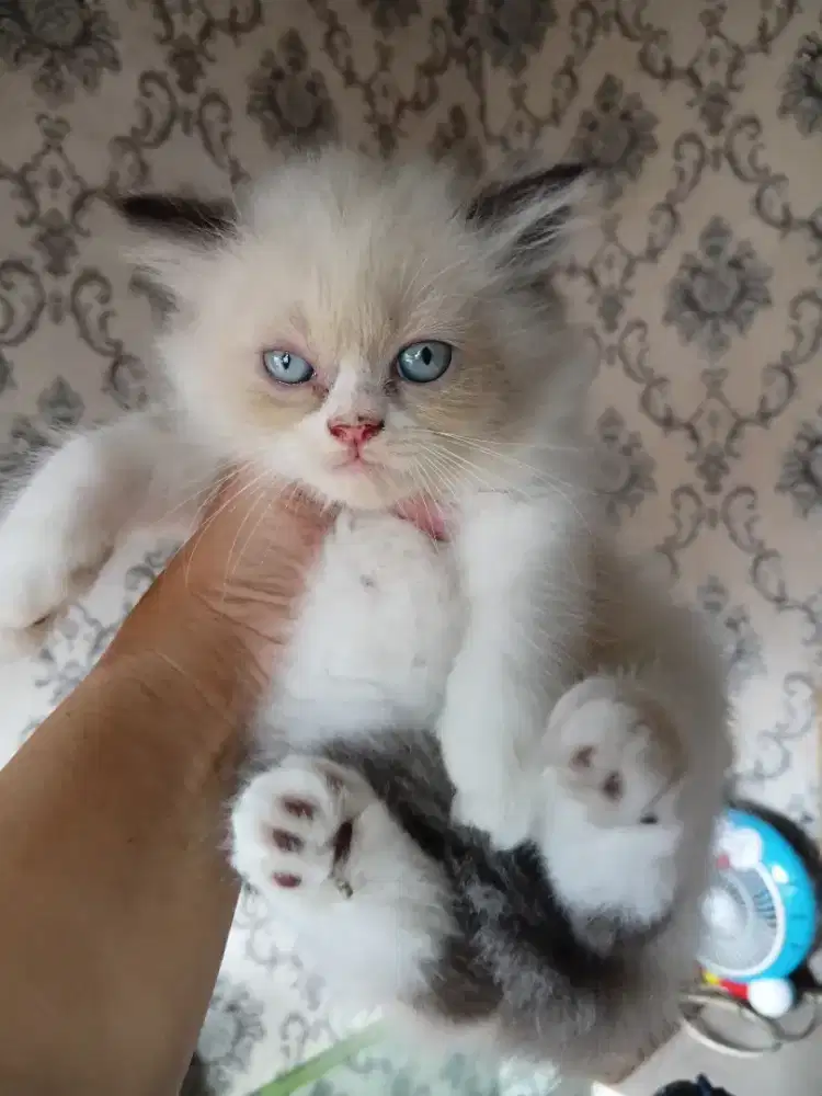 Kitten ras ragdoll 500 nett