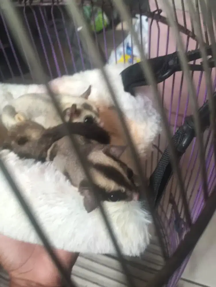Hewan Sugar glider