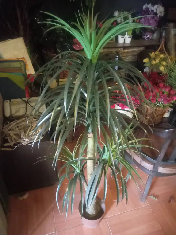Tanaman daun hijau sintetis + pot