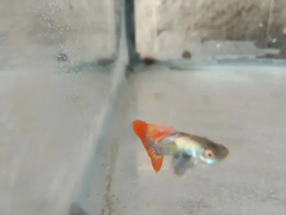 Ikan cupang dan guppy