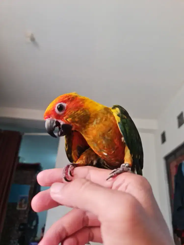 BURUNG SUN CONURE JINAK TOTAL SKIL FF