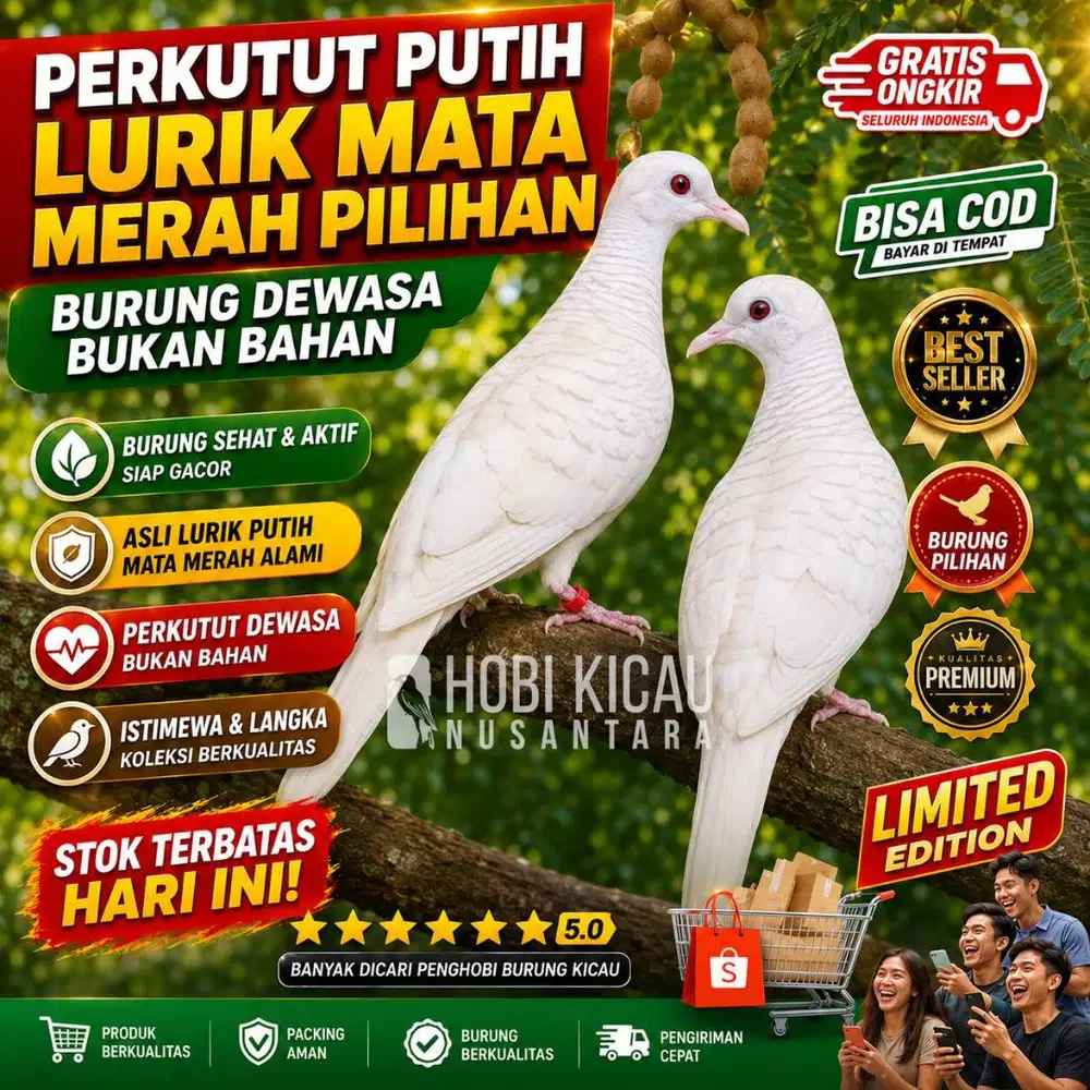 burung perkutut putih kapas mata merah asli limited edition