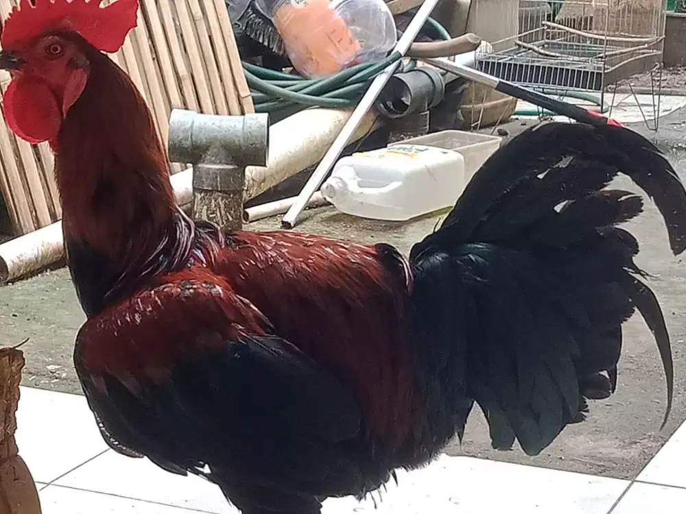 Ayam pelung  jumbo