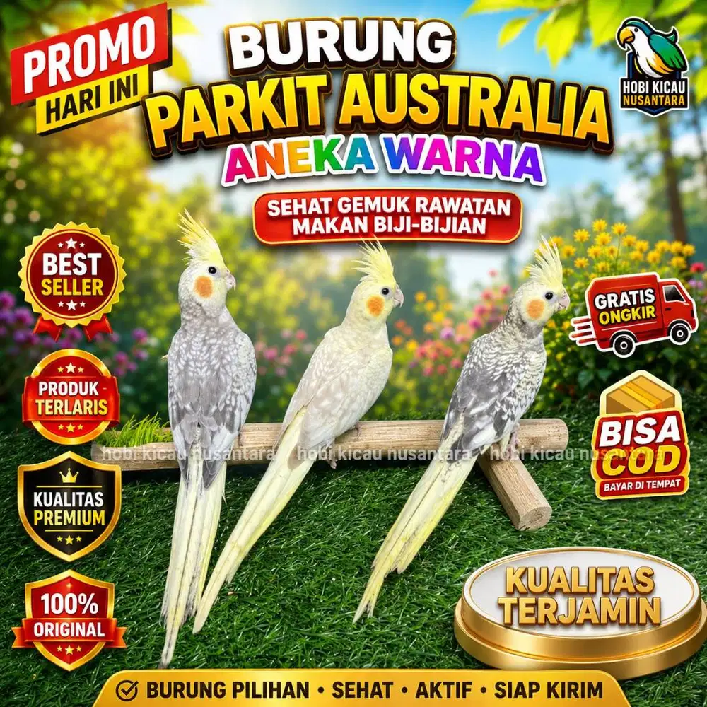burung falk australia parkit gede banyak pilihan