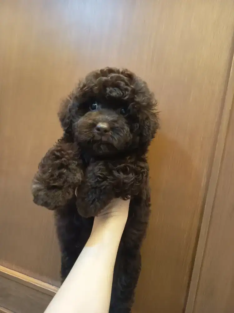 choco poodle female