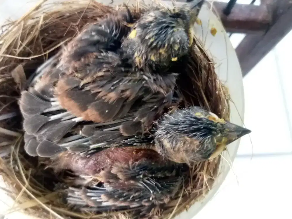 Anakan burung bantu loloh