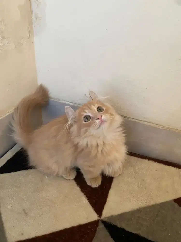 Kucing Munchkin cebol kinkalow