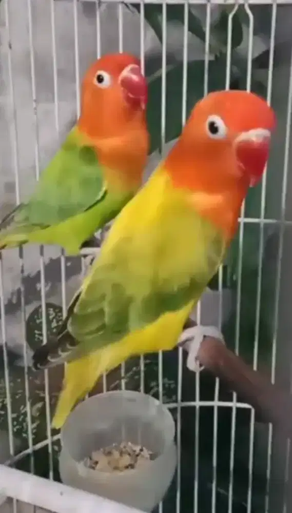 Lovebird love bird biola