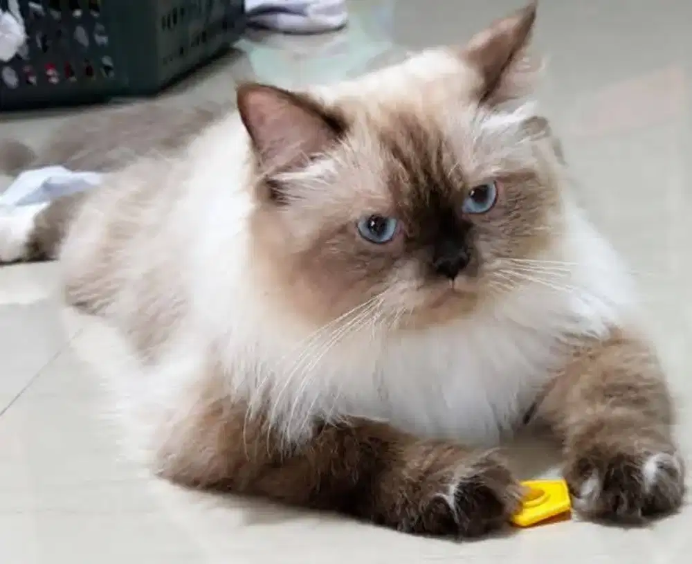 Ragdoll betina sealpoint BUKAN HIMALAYA